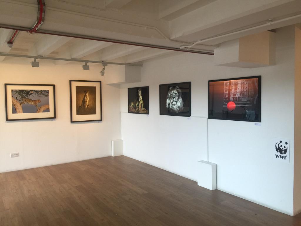 CalvinChinthaka's tweet photo. Focus on the wild @wwf_uk @WWF @OxoTowerWharf #rogerhooper amazing exhibition. I just brought that print on the right http://t.co/klSYHq5YDQ