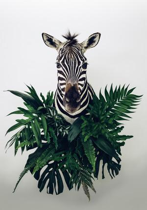 dimensionscf's tweet image. #FineArtPrints by #AnnaChurch from $490. Which size suits your space best? Editions are limited! #TheBotanist #art