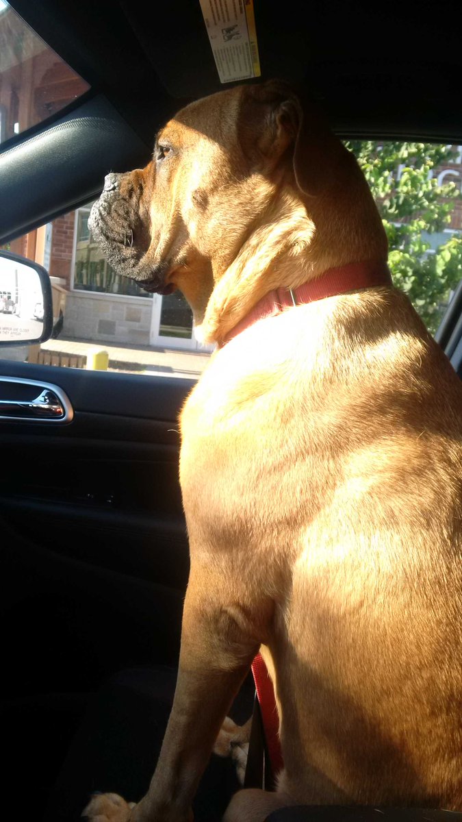SusanLCarey's tweet photo. When your dog is too big and sets off the passenger no seat belt sensor in the car #MastiffProbs http://t.co/cQEgPNMQ7O