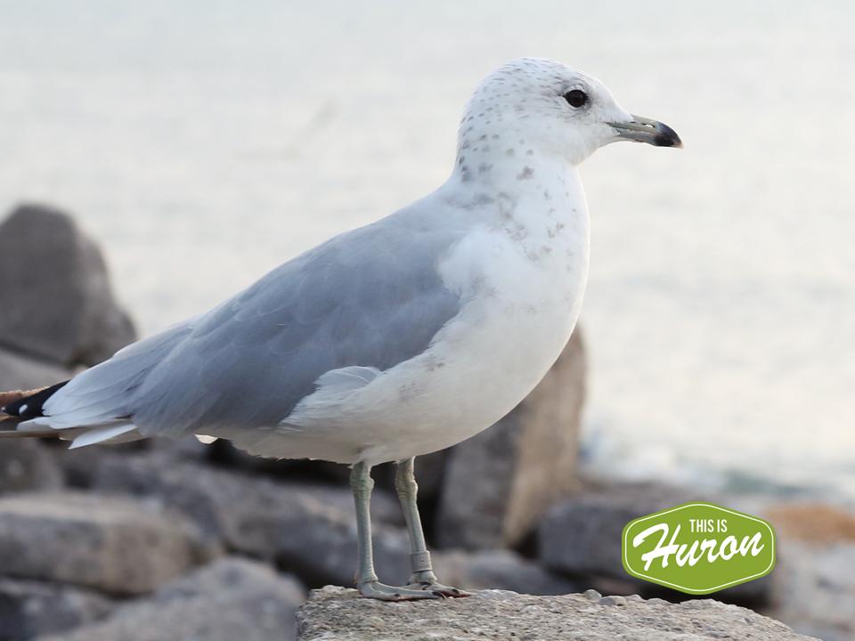 Seagull on the shore