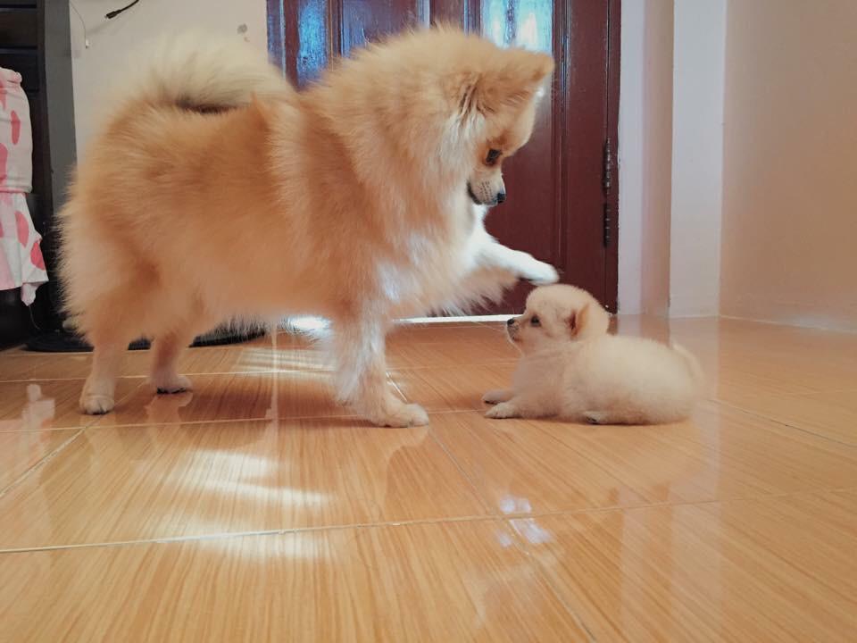 suffsun's tweet image. อย่าดื้ออย่าซนเดี๋ยวเจ้านายไม่รักนะเข้าใจมั้ย ./////. #หมาเป็นสัตว์ปัญญาอ่อน #หมาเป็นสัตว์มุ้งมิ้ง