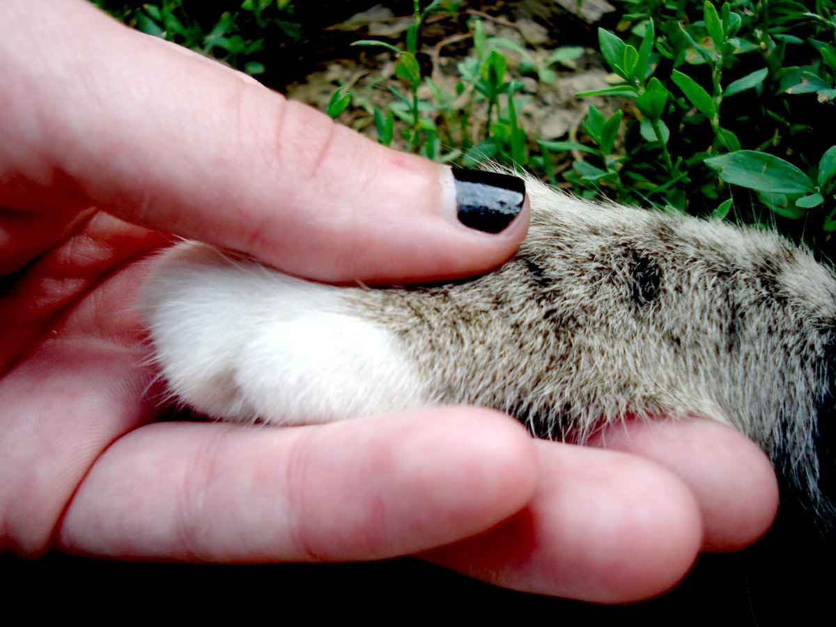 Talk2theAnimals's tweet photo. Here's what #animals have told me about guilt &amp; forgiveness in #animalcommunication sessions http://t.co/W38NsFozss http://t.co/StYWVzYBcM