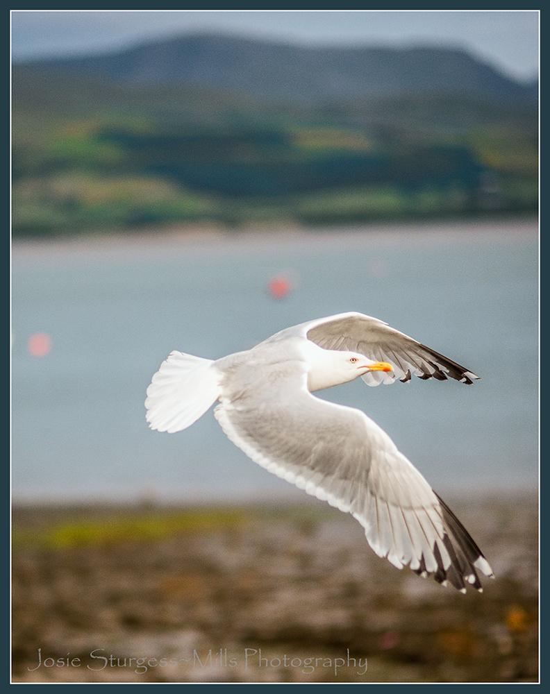 Taken playing around with my new 85mm 1.4 lens and loving North Wales! Here's a Jonathan Seagull  on Anglesey.