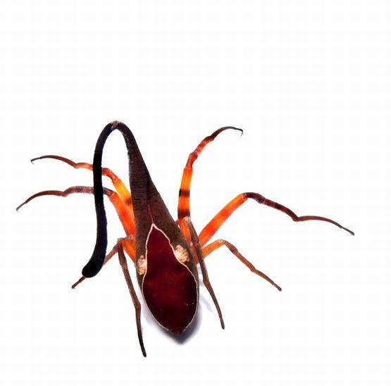 蜘蛛のtwitterイラスト検索結果 古い順