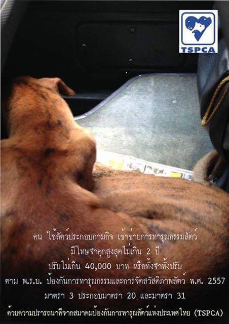 TSPCA1's tweet image. #thaispca #supporttspca #tspca