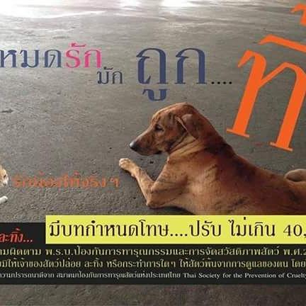 TSPCA1's tweet image. #thaispca #supporttspca #tspca