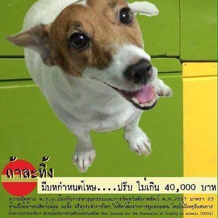 TSPCA1's tweet image. #thaispca #supporttspca #tspca