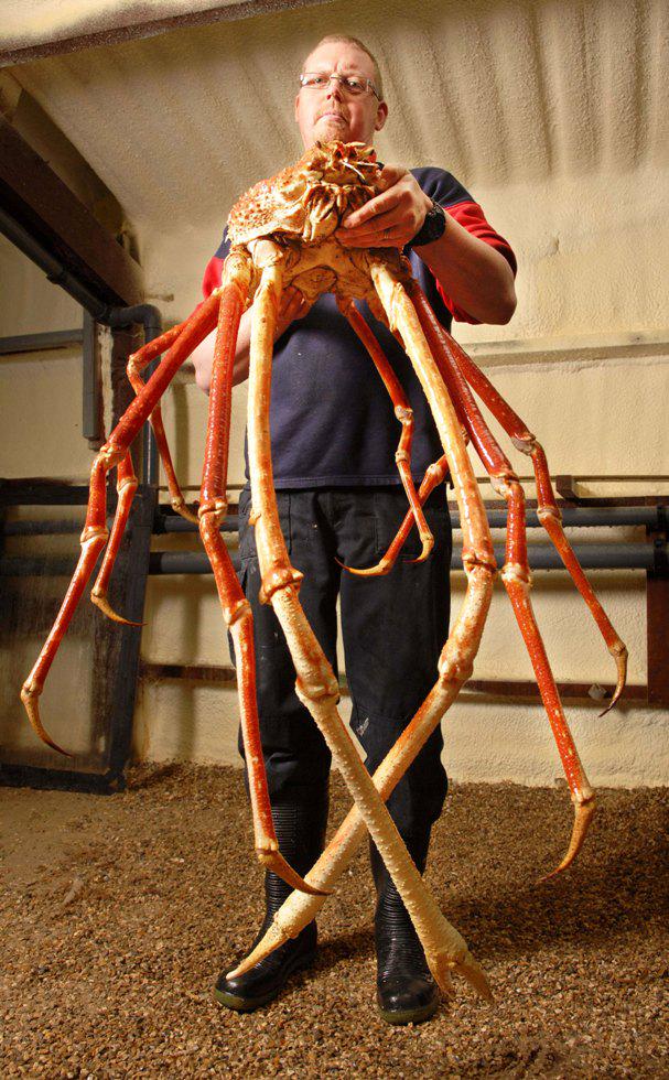 Japanese Spider Crab Giant Japanese spider crab (Macrocheira kaempferi They plunge