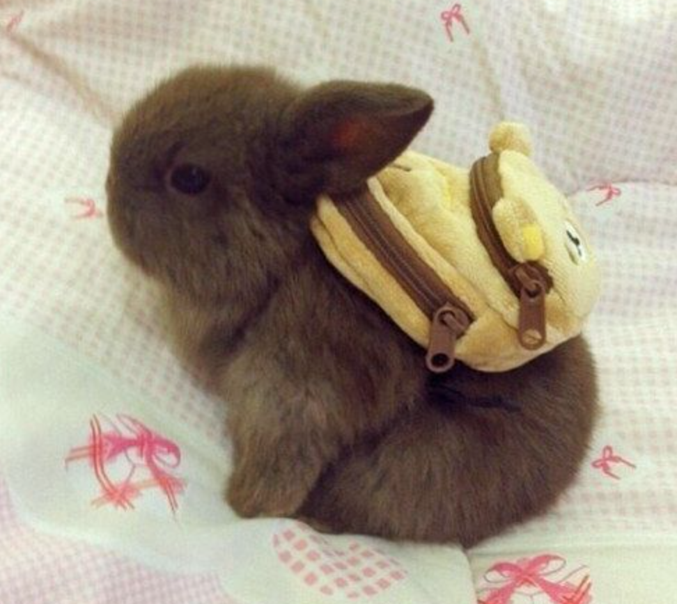 hellobettyuk's tweet photo. Having a bad day? Look at this lil guy. HOW CUTE? http://t.co/vRzqhleORc