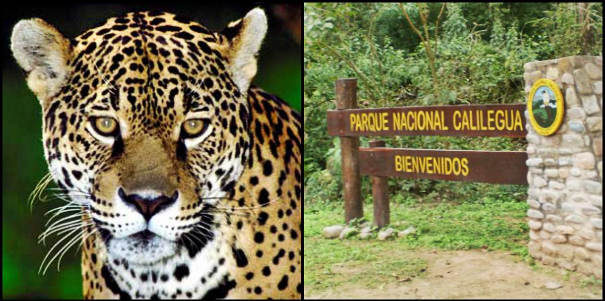 VidaGamba's tweet photo. Sumá tu firma por el Parque Nacional Calilegua. Mañana en el @MuseoCaraffa http://t.co/W3qEJJnlJI @GreenpeaceArg http://t.co/aOd0ATT74Y
