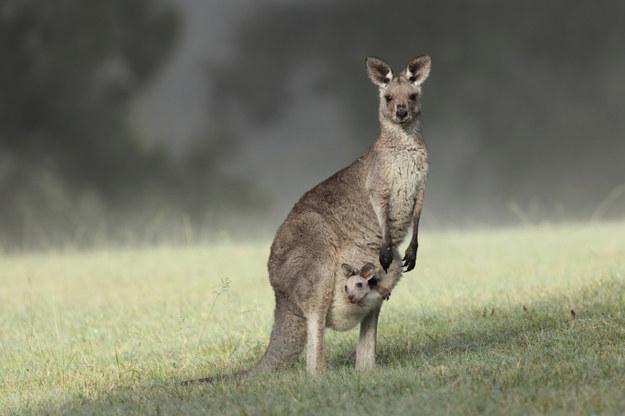 OhAnimals tweet picture