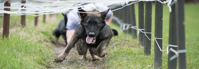 OttawaPolice's tweet photo. #2014Highlight Get an inside look at the friendly Iron Dog Competition http://t.co/ooL5awceU7 #AnnualReport http://t.co/lbsZ9XaAHT