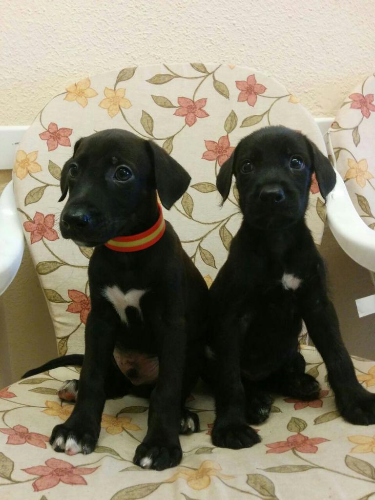 ModalesPerrunos's tweet image. Abandonan a estos dos pequeños en la #clinicaveterinariaMascotas en #Villaverde Necesitan una familia #AdoptDontBuy