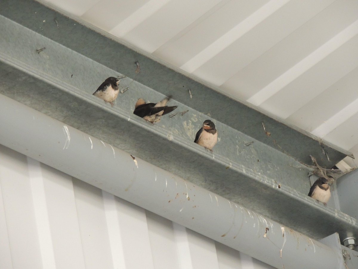 LodgeCoaches's tweet photo. @lodgecoaches. Four swallows have been successfully reared in one of our barns and fledged today, July 27th http://t.co/UdZMvMwpEu