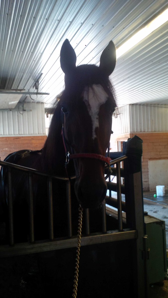 Ralphie9's tweet photo. It's a spa day for the Champ #SplitTheHouse http://t.co/vqdmPNurlo