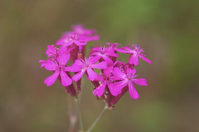 hide_traveller's tweet image. Good morning from Japan!  Have a great day everyone! 😊😉  Tokyo 6:15 am
Birth flower of July 28 #catchfly