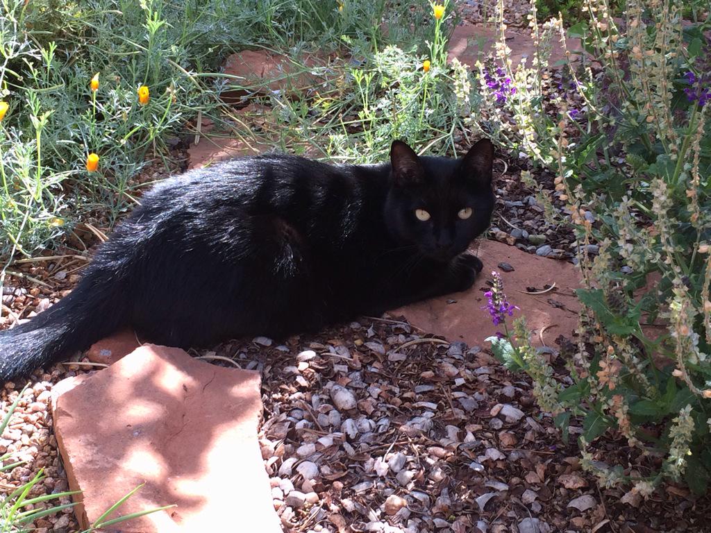 HindsScott's tweet photo. @GloveboxSociety Cat out of the box #agsconference http://t.co/1aQIVrREJa