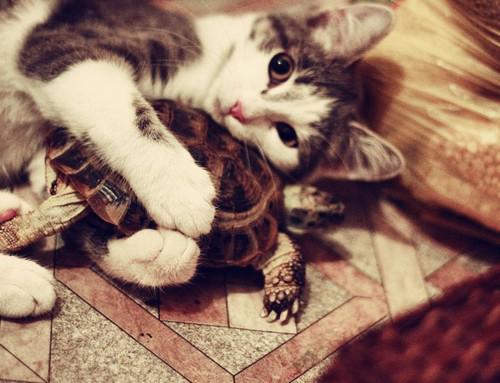 Weird choice of cuddle buddy.