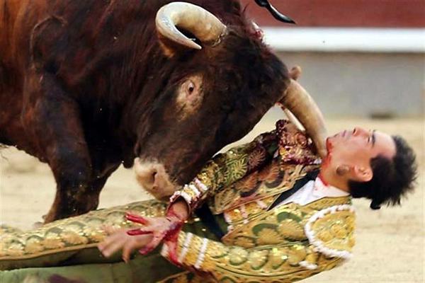Neither I, nor any bull want you to fight it for entertainment. But if you insist, I hope it wins. #BanBullfighting