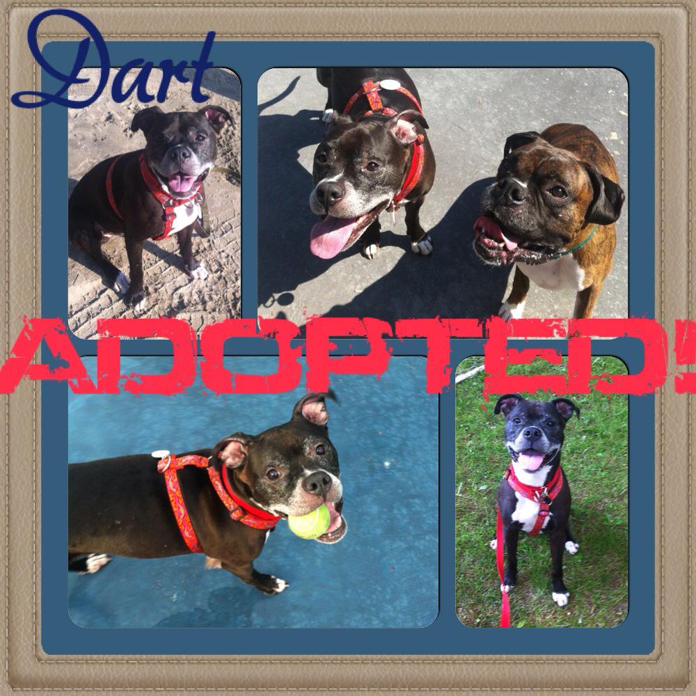 DogDaysAdoption's tweet image. Dart has found a home! His foster mom(and brother) just couldn't bare to give him back ❤ #reddog #DogDaysDogoftheDay