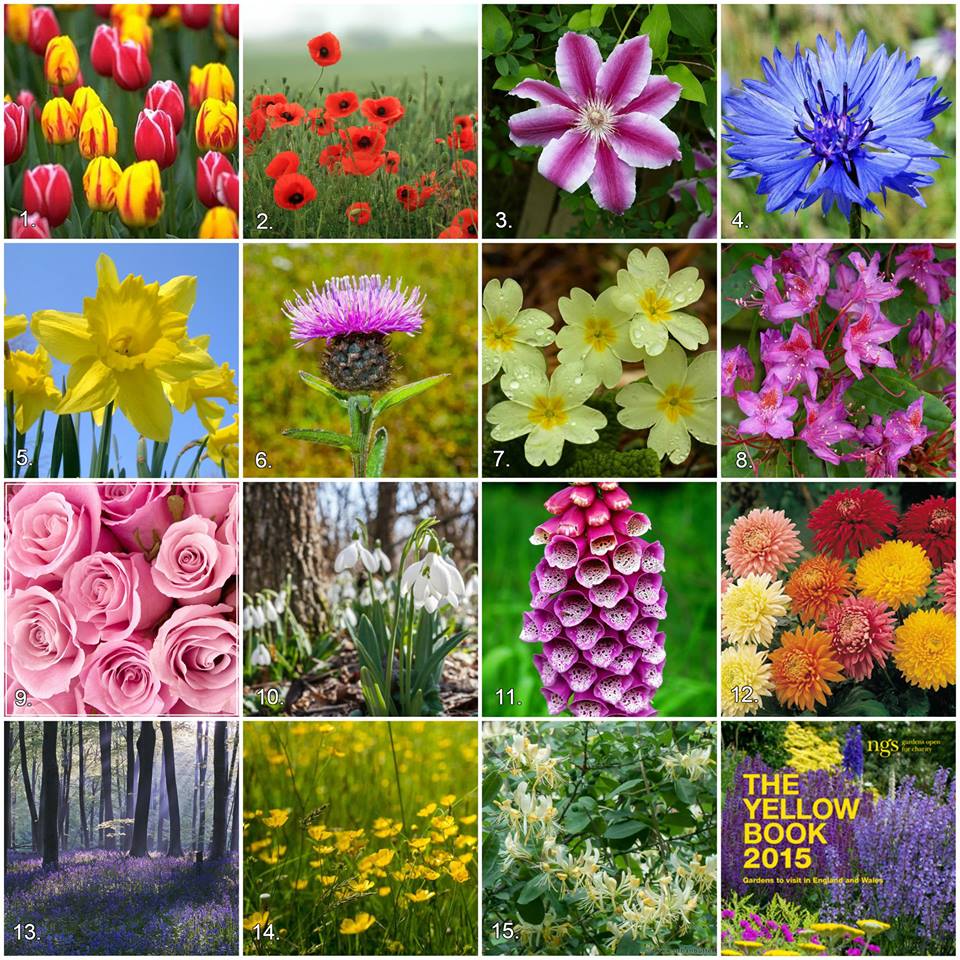 macmillancancer's tweet photo. Can you guess these flowers? Send your answers via direct message for the chance to win a @NGSOpenGardens Yellow Book http://t.co/aOdFtCn4uH