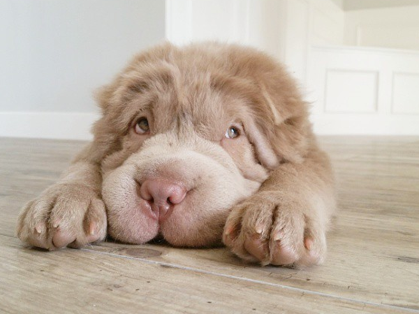 This Dog Looks Like A Teddy Bear And We Just Can't - huff.to/1JLpZ1V