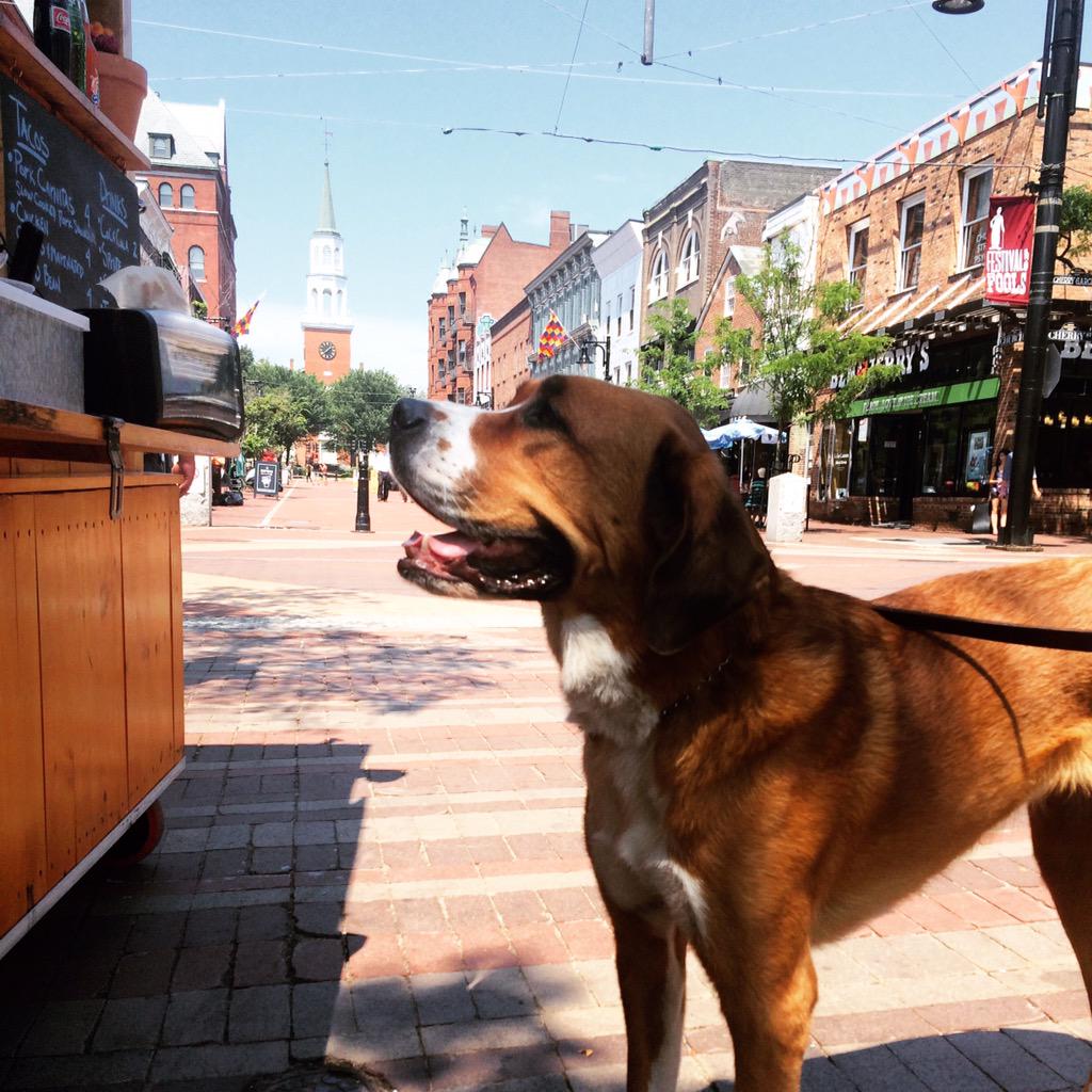 ChurchStreet's tweet photo. Gertrude waiting for some tacos! #BTV #DogsOfBurlington http://t.co/1G5cTzv9N2