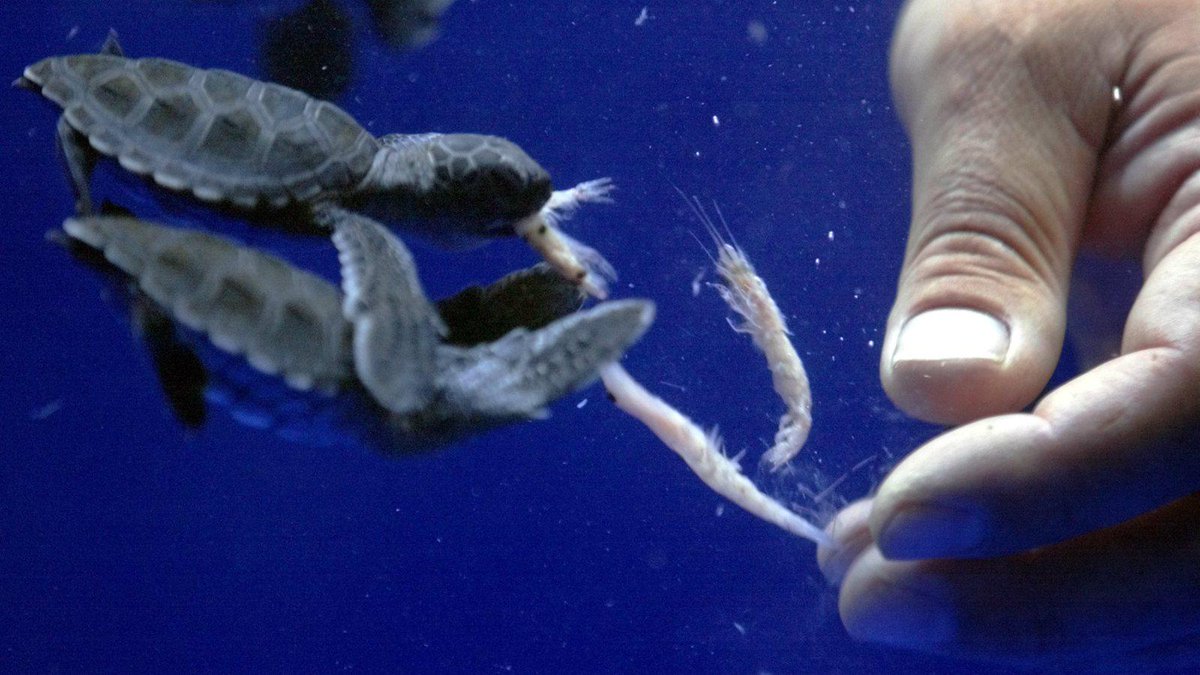 ensiamedia's tweet photo. Humans are endangering the most abundant animal on the planet http://t.co/HebATN7OL2 @ensiamedia on @qz #krill http://t.co/ug04reVMxw