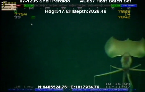 philpauley's tweet photo. Great example of an Alien on Earth - A very rare Bigfin Squid caught on camera #OCEAN http://t.co/tGEPoCFtAI http://t.co/iEW3HBHKKA