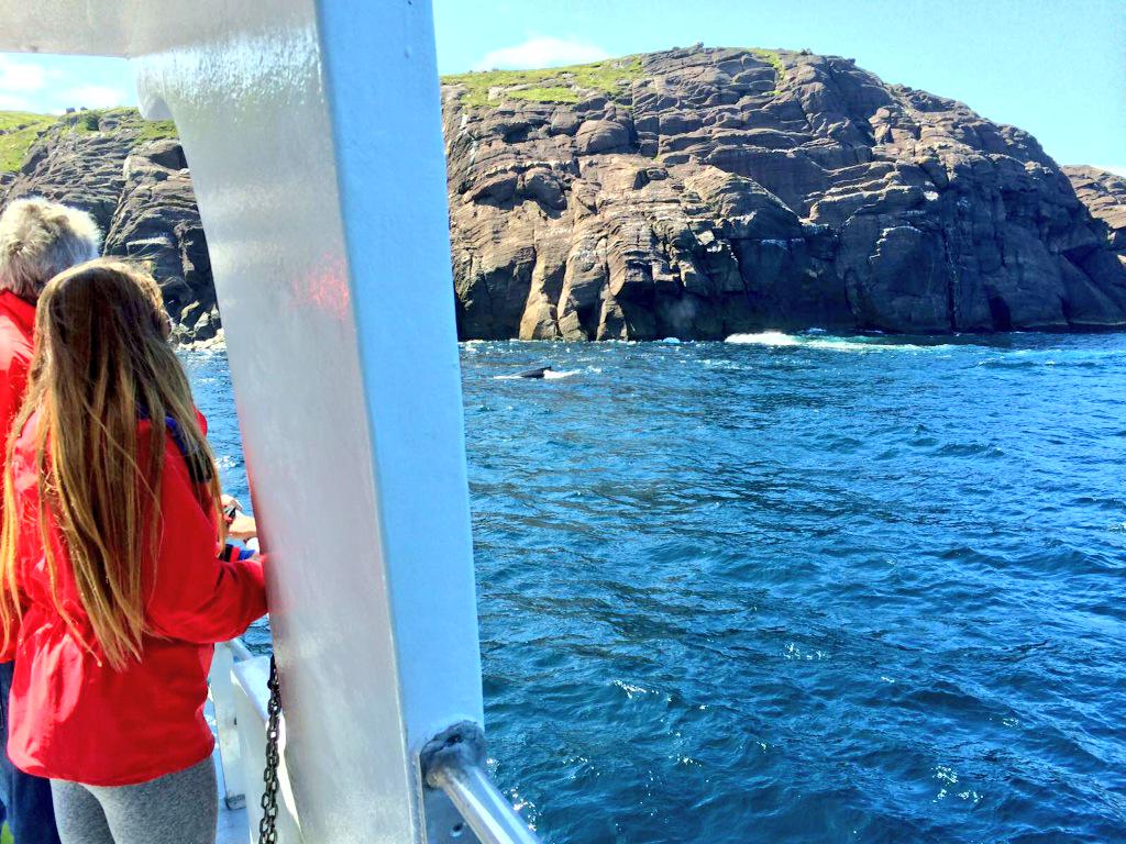 IcebergQuest's tweet photo. #Whale watching on
#CetaceanQuest today

#CapeSpear #StJohns ⚓️ #gettingherdone @VOCMOpenline http://t.co/7bnzygS57e