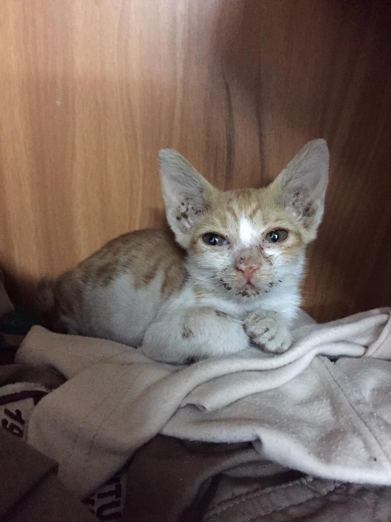 deejm92's tweet photo. @PawsEp I just recused this kitten from the streets and looking for someone to take of her/him. I'm in Riyadh. http://t.co/dQCo6329GP