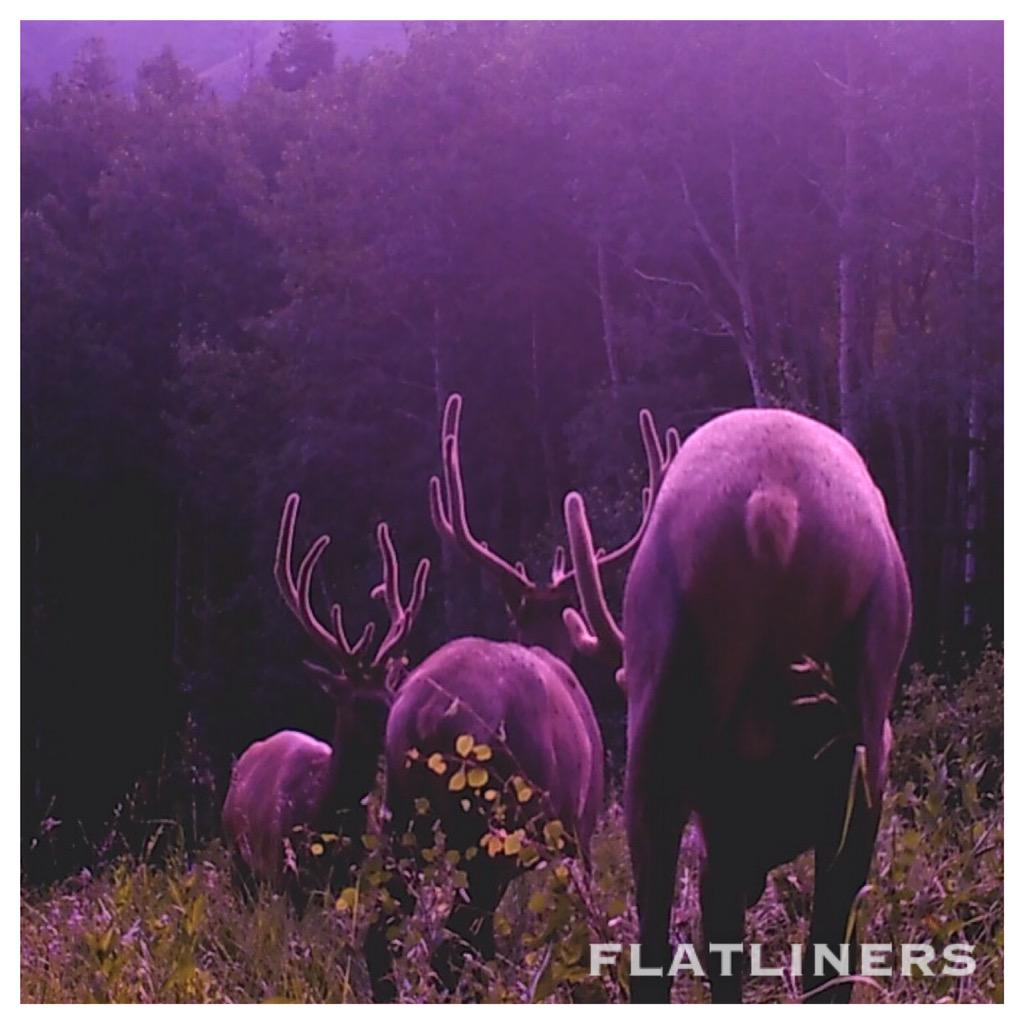 kmflatliners tweet picture