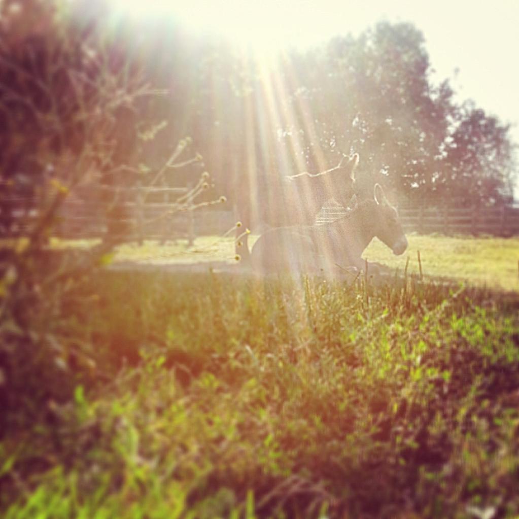 roseinthedark's tweet photo. #donkeypic of Tigro & Fleur at #GoldenHour this evening at @RifugioAsinelli! @BhamDonkeys @DonkeySanctuary http://t.co/1djWXfnFPx