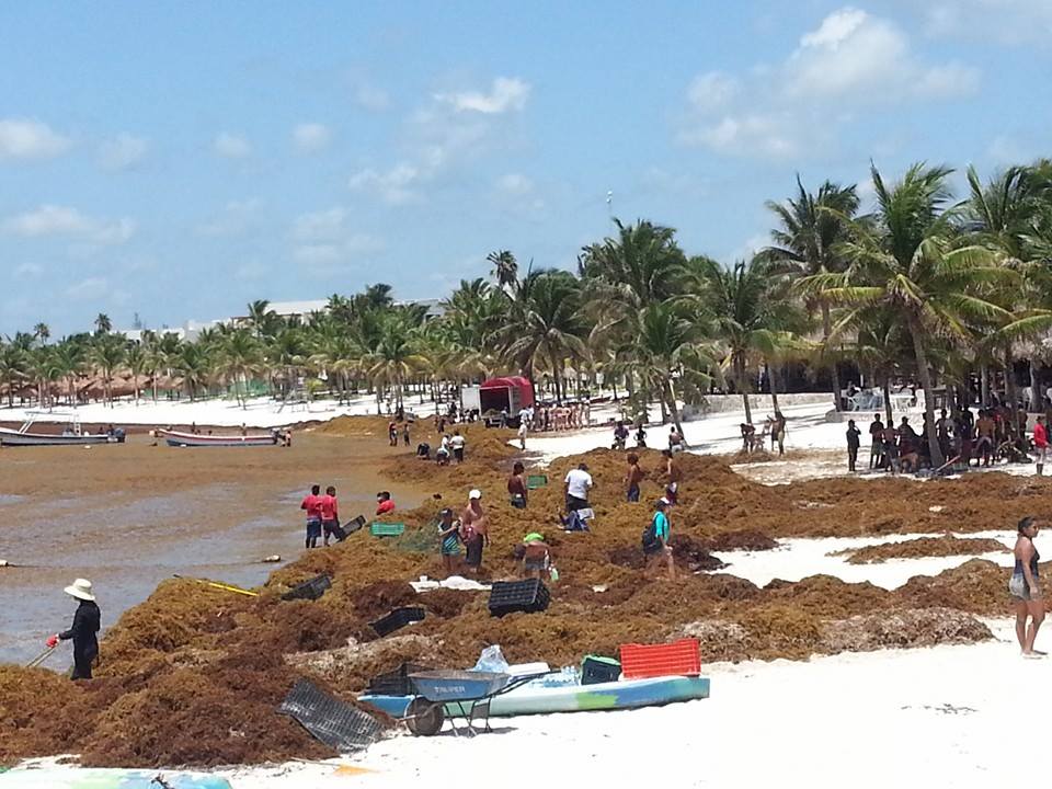 Playas sin Algas en Riviera Maya (Sargazo) - Foro Riviera Maya y Caribe Mexicano