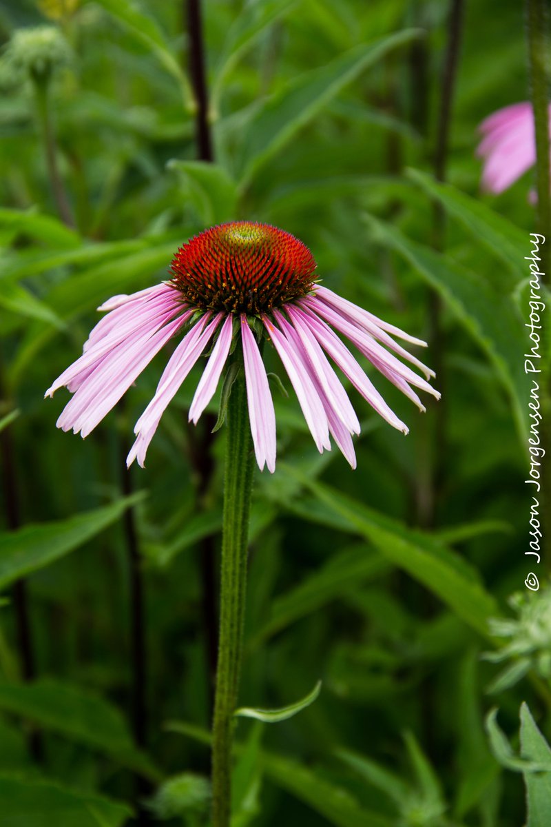 StudioJorgensen's tweet image. Went to the Corn Hill Nursery yesterday and had a great time with Mom and Mel! I took a few pics too!