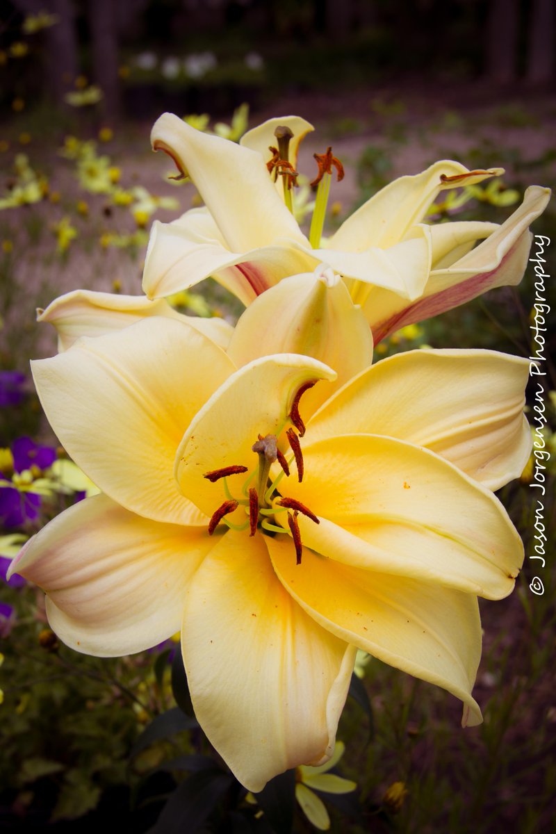 StudioJorgensen's tweet image. Went to the Corn Hill Nursery yesterday and had a great time with Mom and Mel! I took a few pics too!