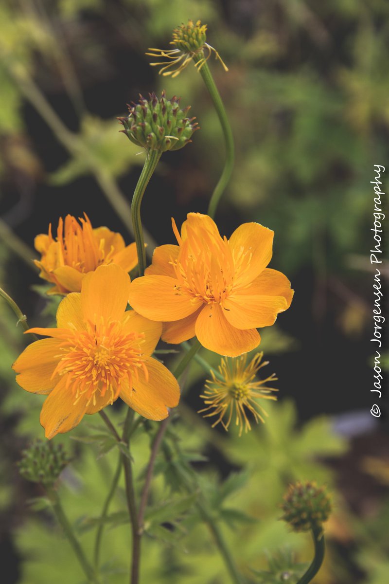 StudioJorgensen's tweet image. Went to the Corn Hill Nursery yesterday and had a great time with Mom and Mel! I took a few pics too!