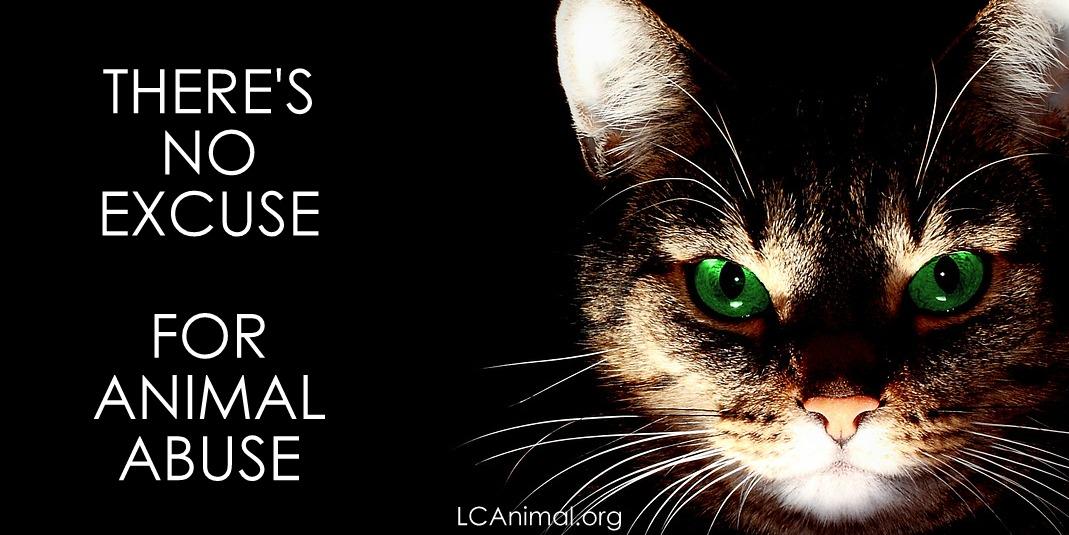 Last Chance for Animals on Twitter: Last Chance for Animals on Twitter: