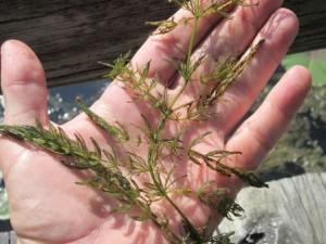 Aquatic_Control's tweet image. Click the link to learn how to take an aquatic plant picture so we can properly identify it.
aquaticcontrol.com/blog/plant-id-…