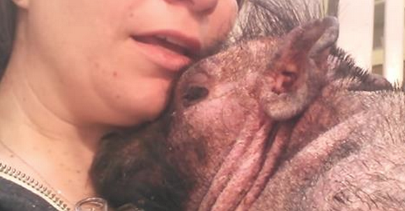 MercyForAnimals's tweet photo. So precious!! Guardian sings her sick pig a lullaby to soothe her. http://t.co/yTbLVp5nHH http://t.co/zViFbrxxup