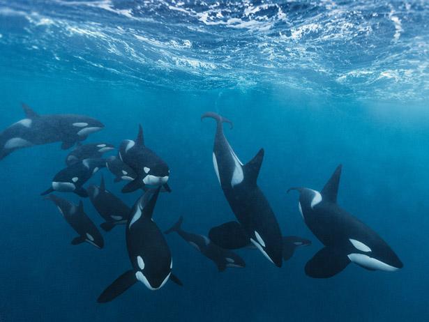 OrcaWeek's tweet photo. Another great #PaulNicklen #orca photo #OrcaWeek #OrcaWeek2016 http://t.co/vLMf0EGWo8