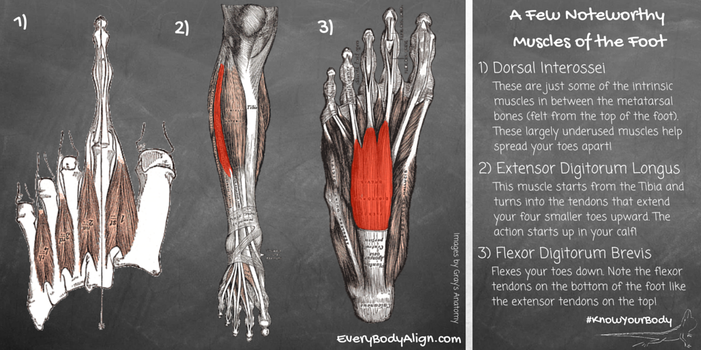 EveryBodyAlign's tweet image. Time to learn along with me! Because the more you know the less you pay someone else to tell you... #KnowYourBody
