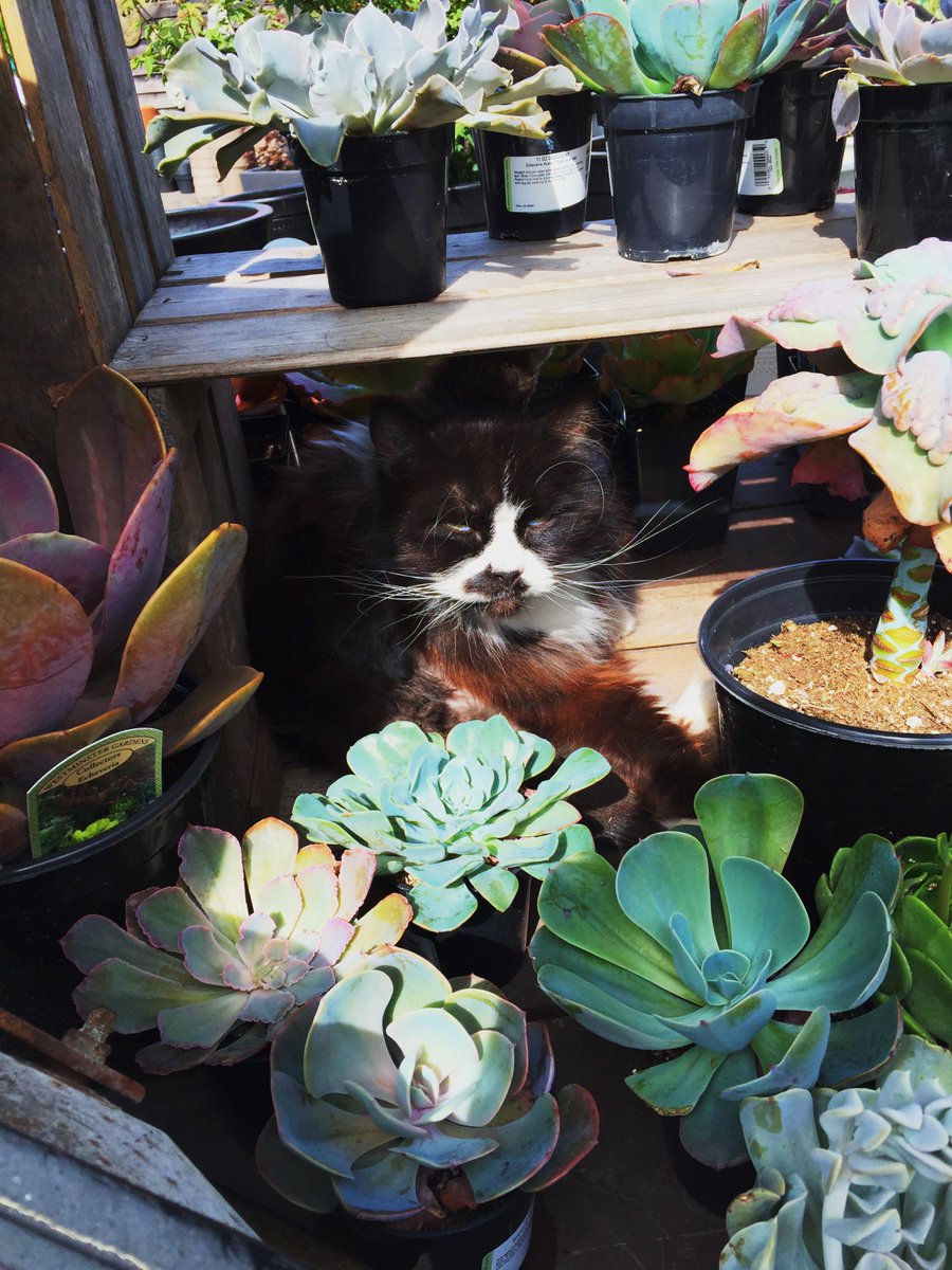 Lucy loves the Succulents!