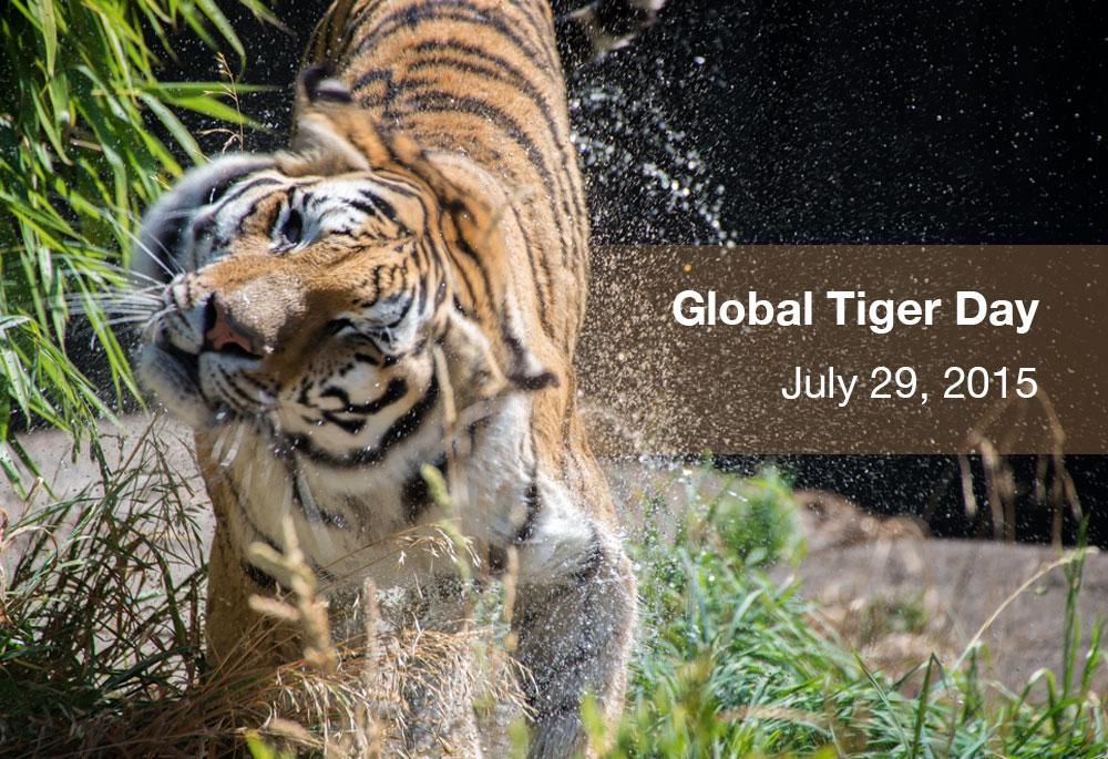 OregonZoo's tweet image. In honor of #GlobalTigerDay, 5 simple ways you can help these magnificent cats survive: oregonzoo.org/news/2015/07/5…