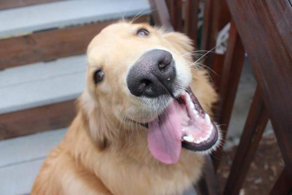 How to be happy: 

Step 1: Be a golden.