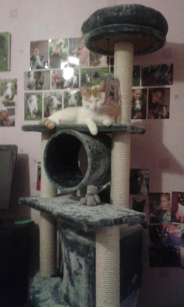 Queen Sheba.