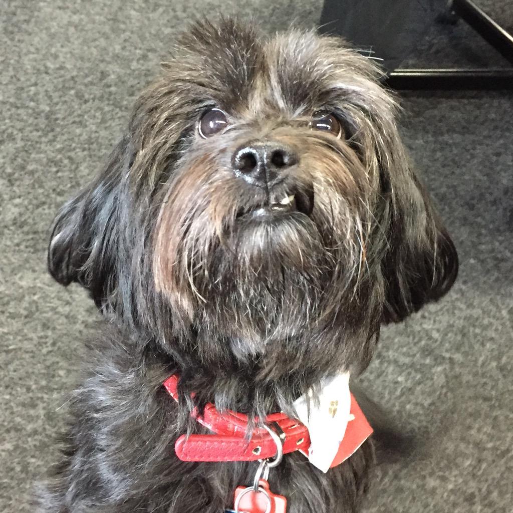 RoomsyDog's tweet photo. Please, will one of the @RoomsInc Roommates give me a treat! #Officelife #startuplife #startup #SanFrancisco #cute http://t.co/hkIq1Uw2qL