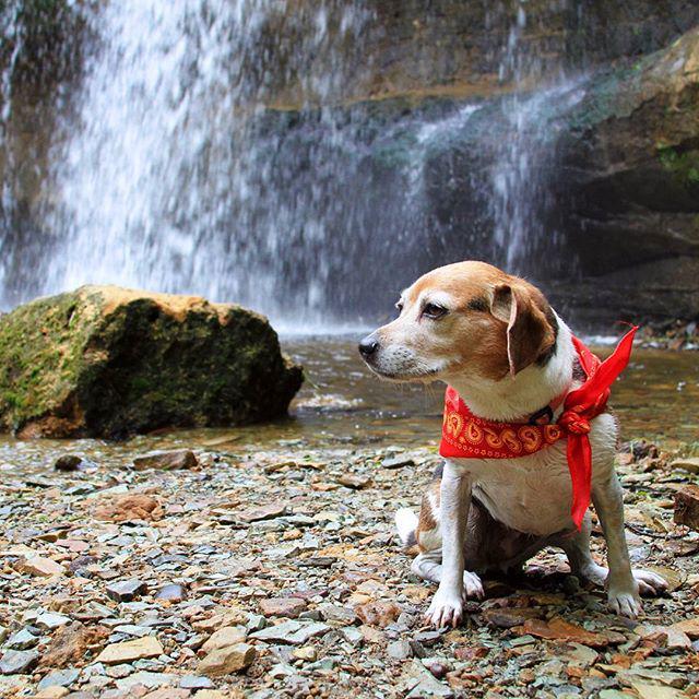 🐶🐕 Do you have a dog who is as adventurous as you?

Well, I'm sure lucky to have one! <a href="/jev/">Jev</a>… ift.tt/1MvvvbW