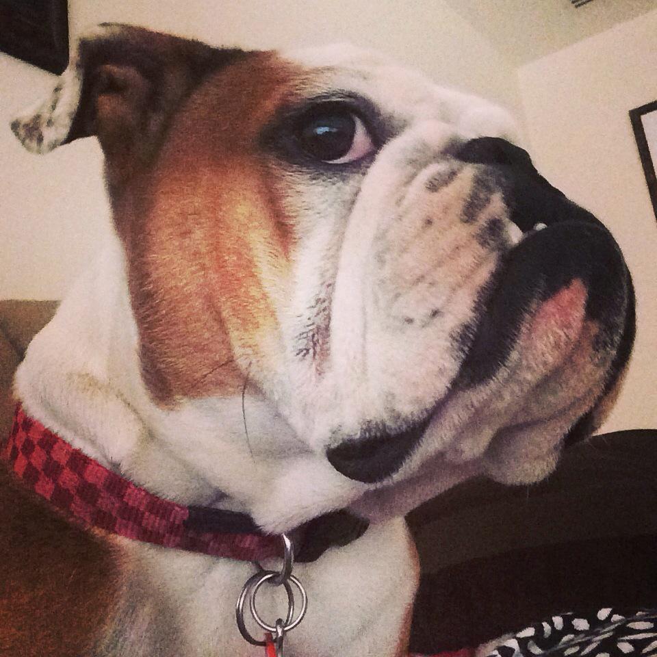 Dubai_Coco's tweet photo. @leighmartin65 Hi Uncle Leigh...this is defiantly my Thursday Morning Face though ๐ถ๐x #PuppyProtector #ThursdayFaces http://t.co/KOrny9AYRI