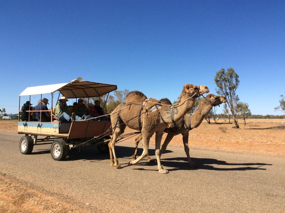 desann11's tweet image. Shuttle bus having practice run in preparation for huge crowd expected for Boulia Camel Cup.
